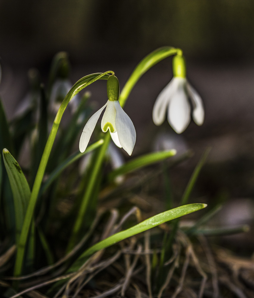 12. Platz Günter Bollenbacher